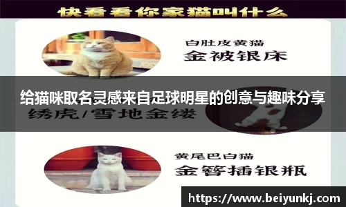 给猫咪取名灵感来自足球明星的创意与趣味分享